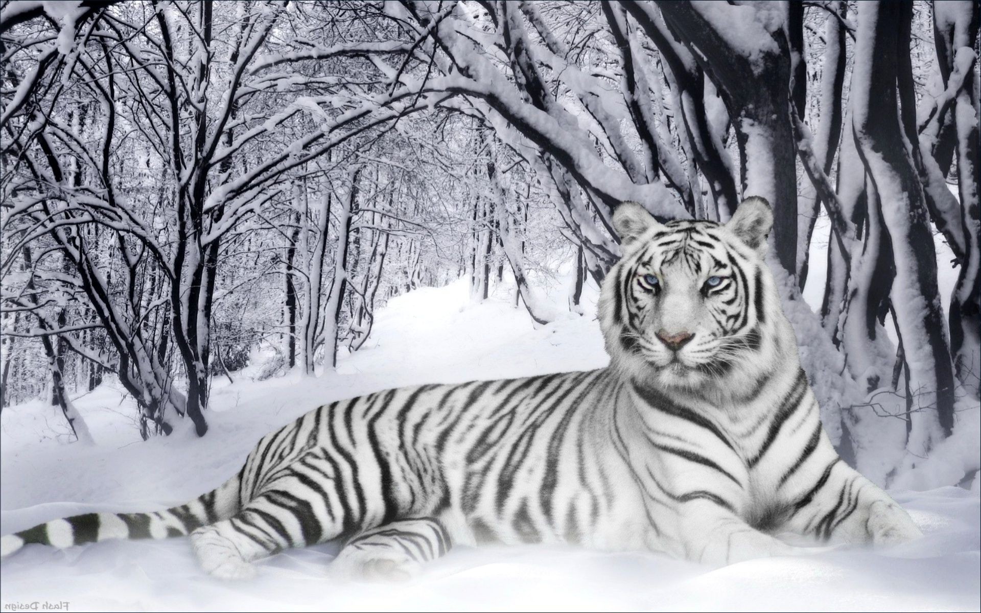 tiger winter schnee kälte natur katze baum tiger streifen säugetier