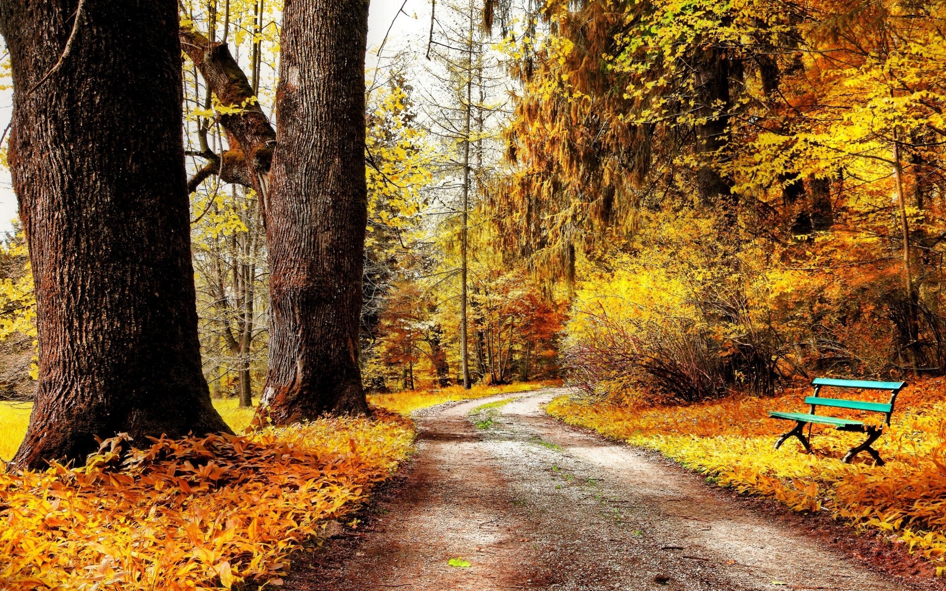 automne automne feuille bois arbre nature parc saison guide paysage érable route à l extérieur environnement scénique banc flore sentier scène ruelle forêt