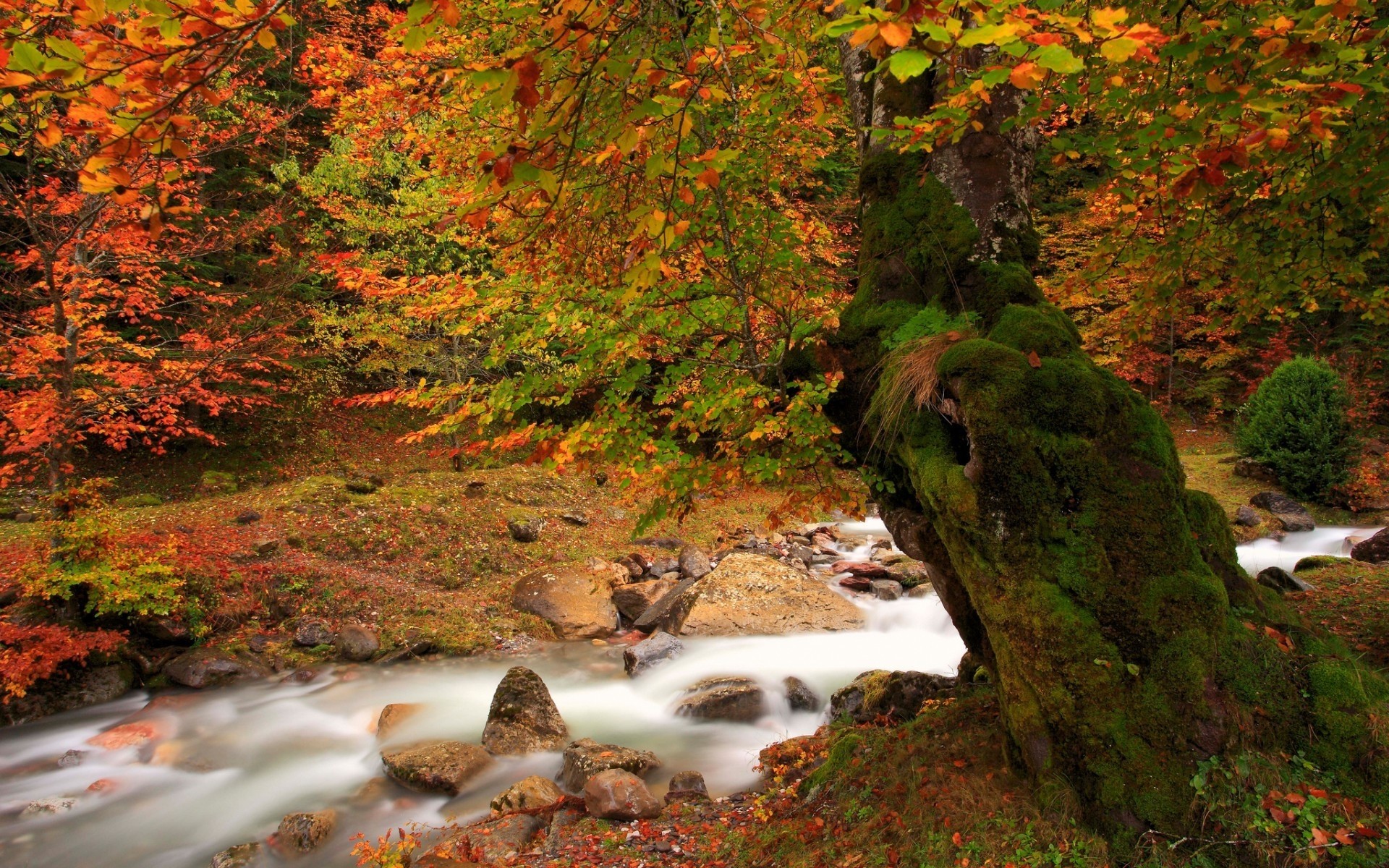 autunno autunno foglia di albero all aperto natura in legno di acero paesaggio scenic acqua lussureggiante fiume di viaggio foresta