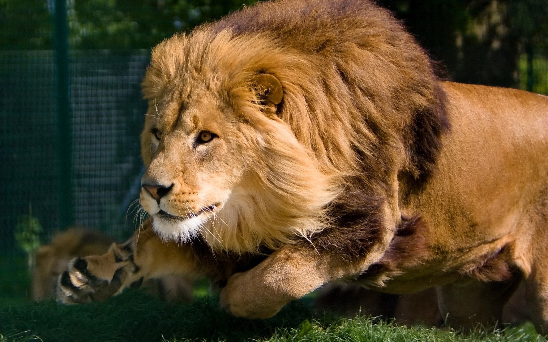 animali leone gatto mammifero fauna selvatica predatore animale leonessa pelliccia selvaggio mane safari zoo mangiatore di carne ritratto erba natura occhio pantera cacciatore