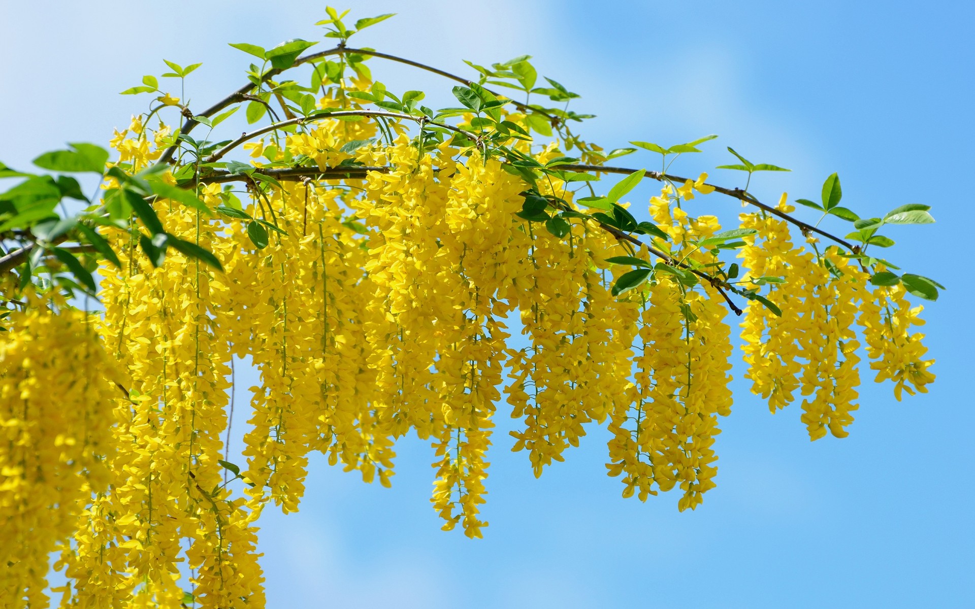 blumen blatt natur baum flora jahreszeit hell gutes wetter zweig sommer wachstum sonne im freien farbe holz blume medium akazie