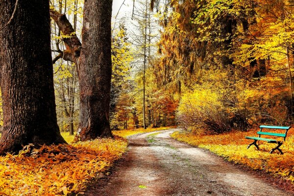 Heller Herbstwald mit einer blauen Bank vor dicken Baumstämmen