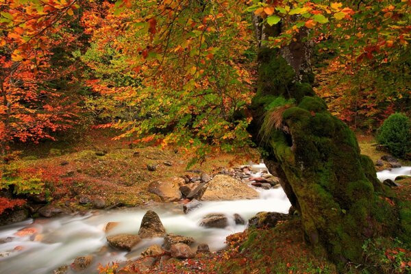 Golden Autumn and mountain river