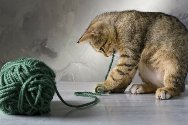 A cat playing with a piece of wool