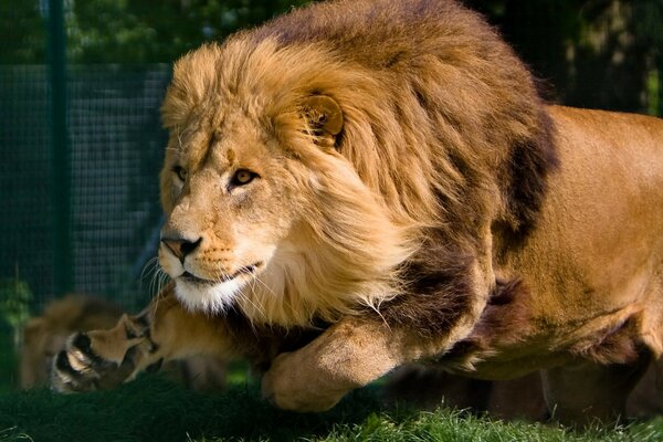 A beautiful lion basks in the sun