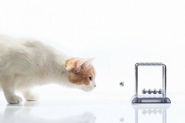 Gato blanco jugando con péndulo