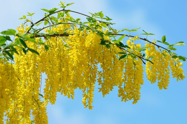 Hanging yellow flowers on a branch with leaves