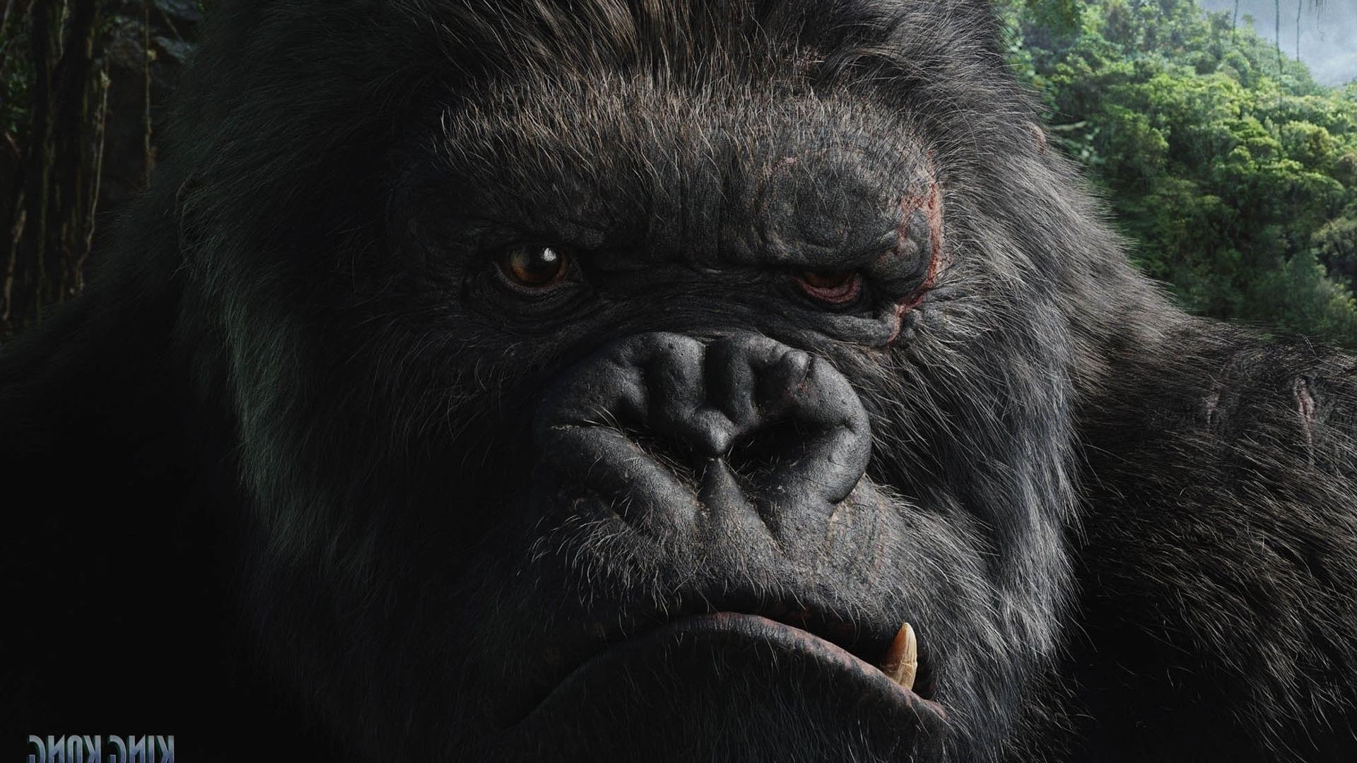 фантастика дикой природы млекопитающее кривляться зоопарк портрет предстоятель горилла животное обезьяна природа мех