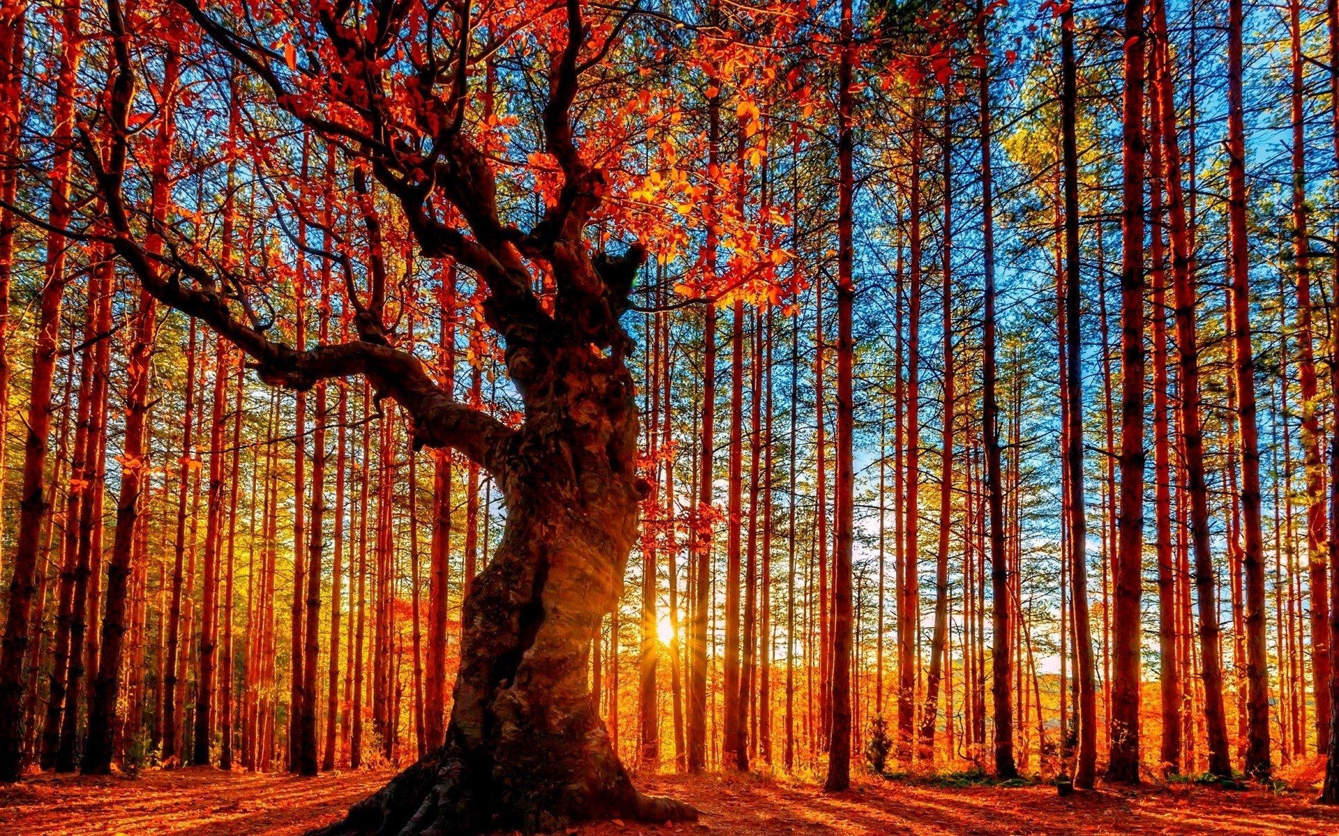 herbst holz holz herbst blatt natur landschaft gutes wetter park saison sonne landschaftlich filiale hell dämmerung im freien licht wald licht