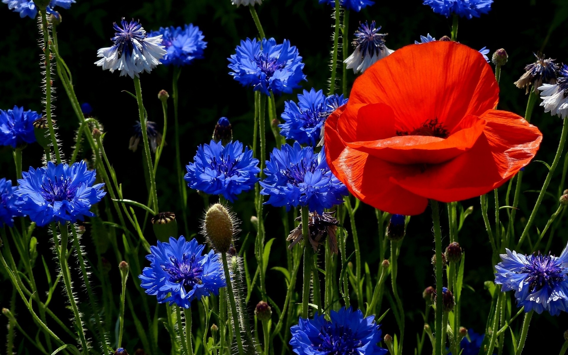 flowers flower nature flora blooming petal garden hayfield summer grass outdoors floral leaf field color growth poppies cornflowers meadow