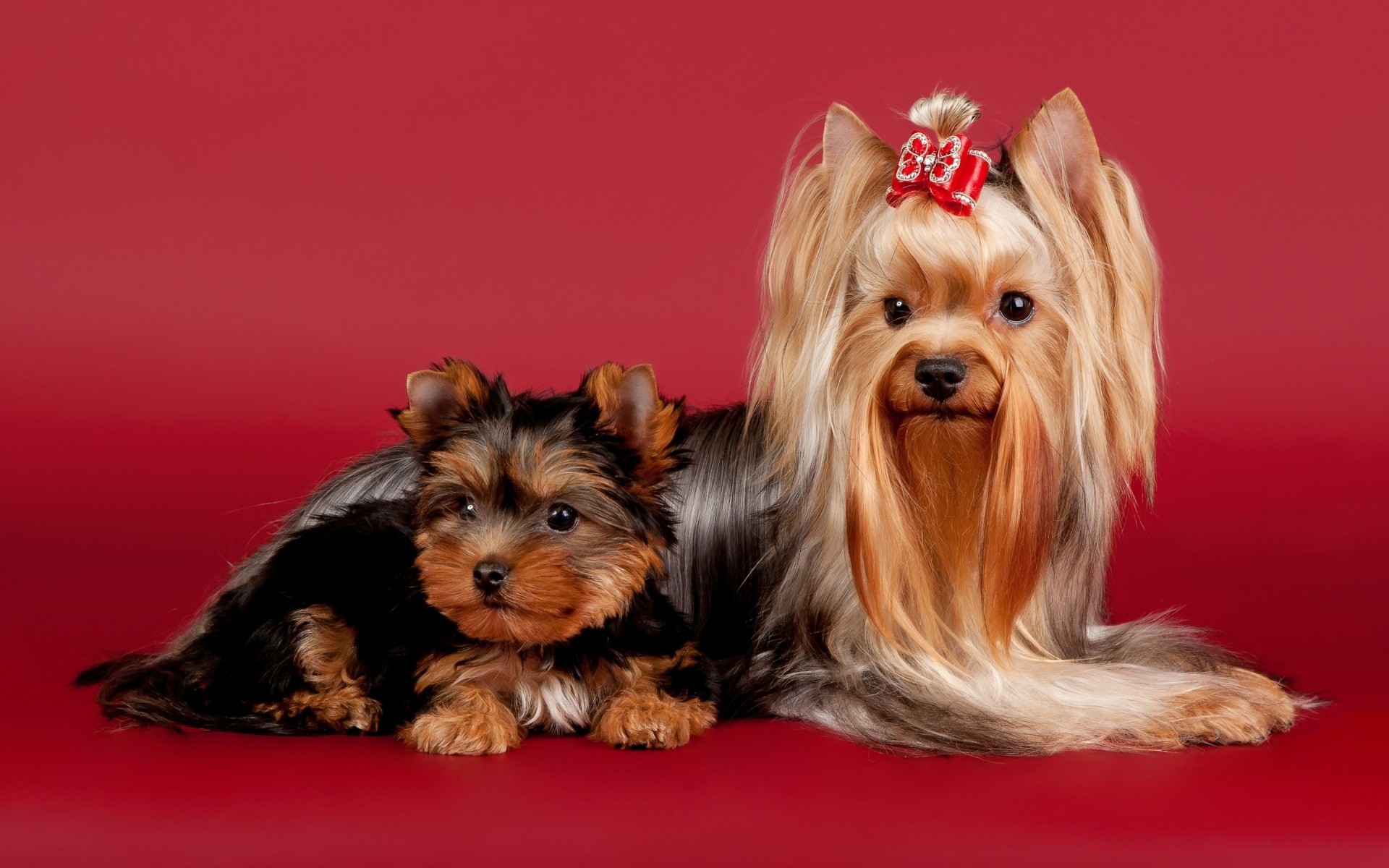 chien chien mignon animal de compagnie cynologue mammifère terrier petit chiot animal fourrure s asseoir portrait pur-sang drôle race domestique pedigree studio