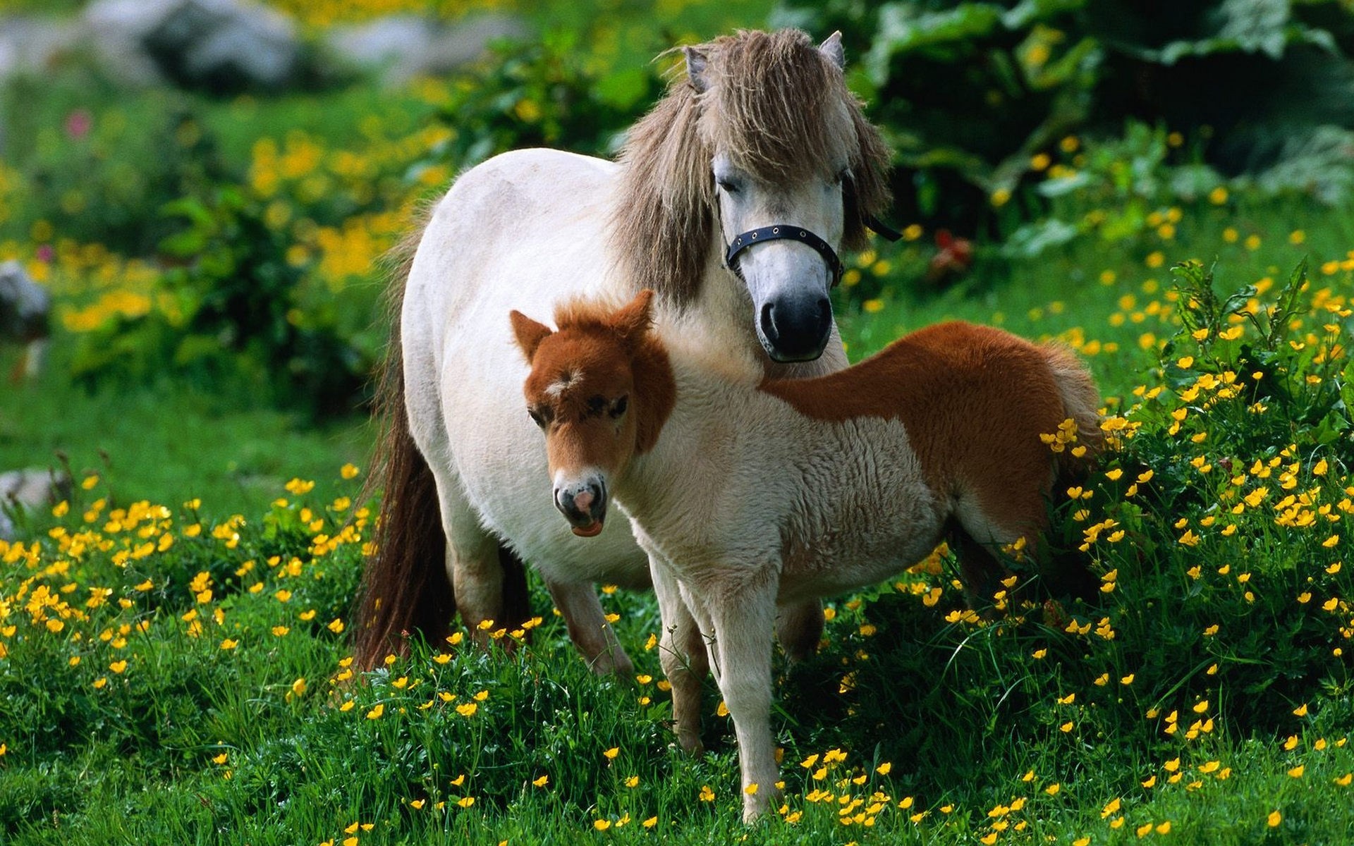 animales mamífero hierba naturaleza animal al aire libre heno lindo caballería vida silvestre verano mascota granja animales vivos caballos caballo amor