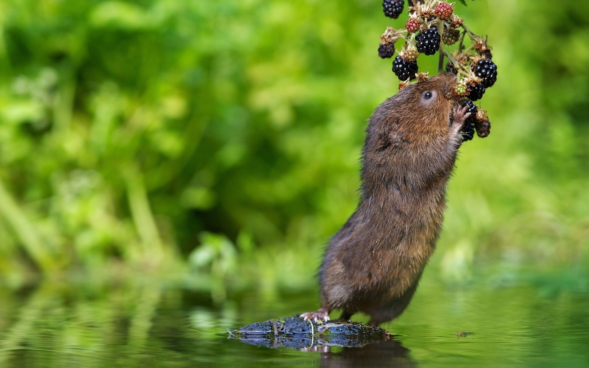 animales naturaleza al aire libre vida silvestre animal hierba pequeño mamífero mora