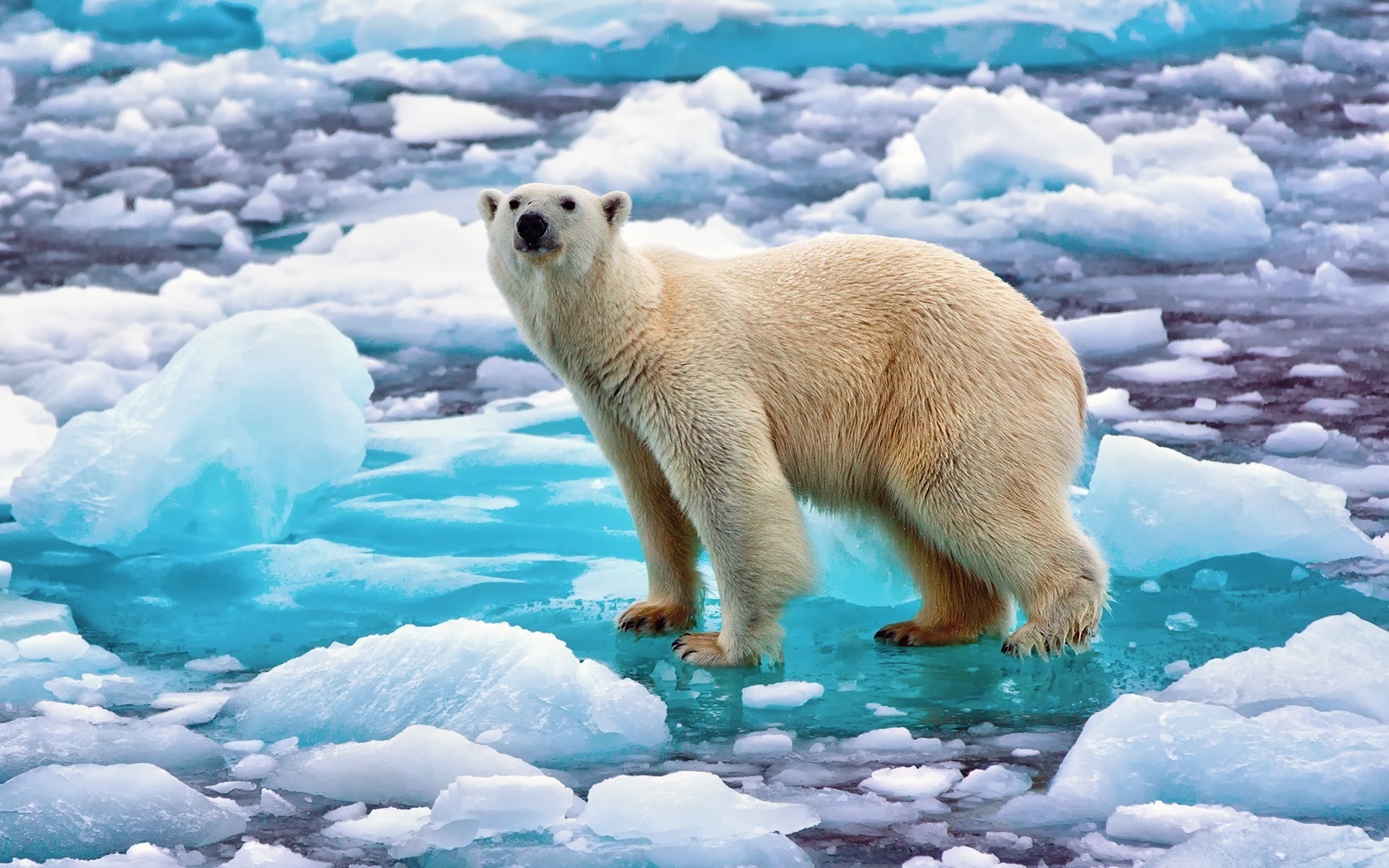 zwierzęta mroźny śnieg lód zima polarny zimno na zewnątrz woda ssak natura niedźwiedź polarny niedźwiedź