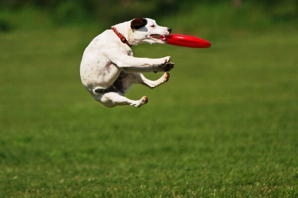 Bonne photo. Chien et soucoupe volante