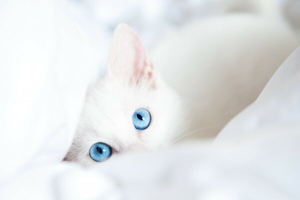 Gatto bianco con gli occhi blu su sfondo chiaro