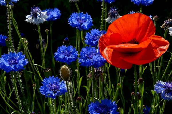 Naturaleza viva. Campo de acianos y amapolas