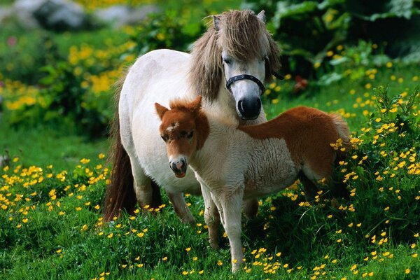 Cheval avec un Poulain sur une pelouse fleurie