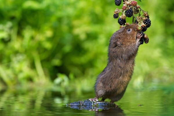 Wildtiere im Freien