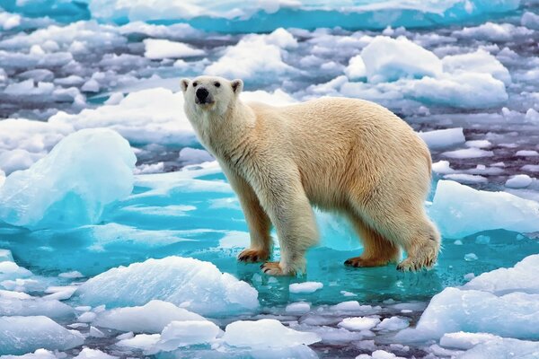 Urso polar no gelo azul