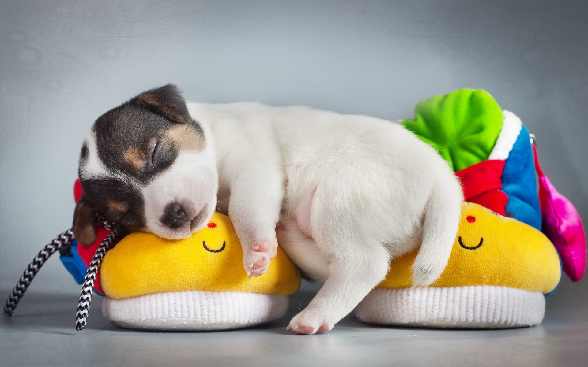 cani cane addestratore di cani animale domestico cucciolo carino mammifero al coperto sedersi uno piccolo divertente domestico giocattolo animale domestico cuccioli