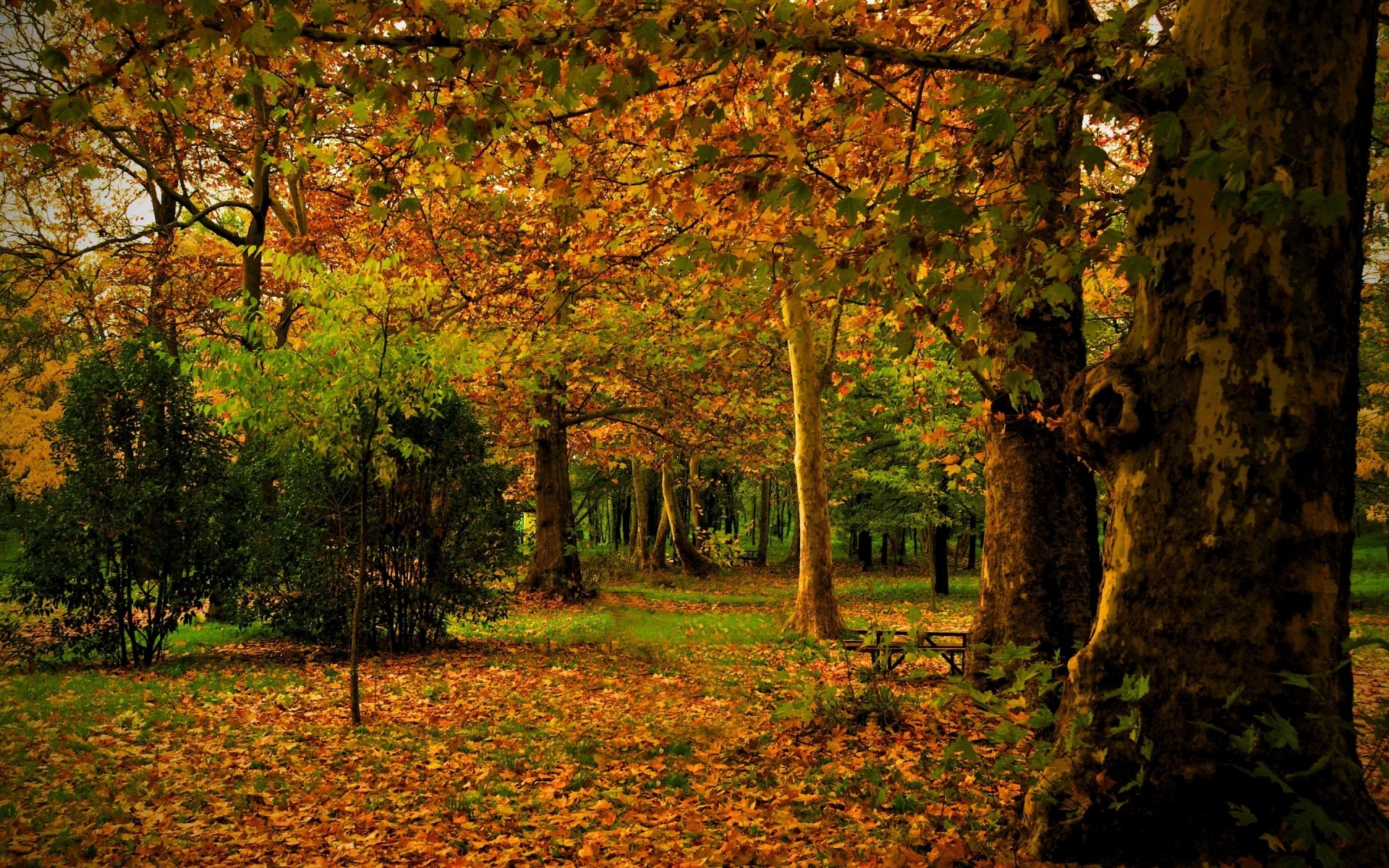 automne automne arbre feuille paysage nature bois parc érable à l extérieur saison scénique aube couleur feuilles