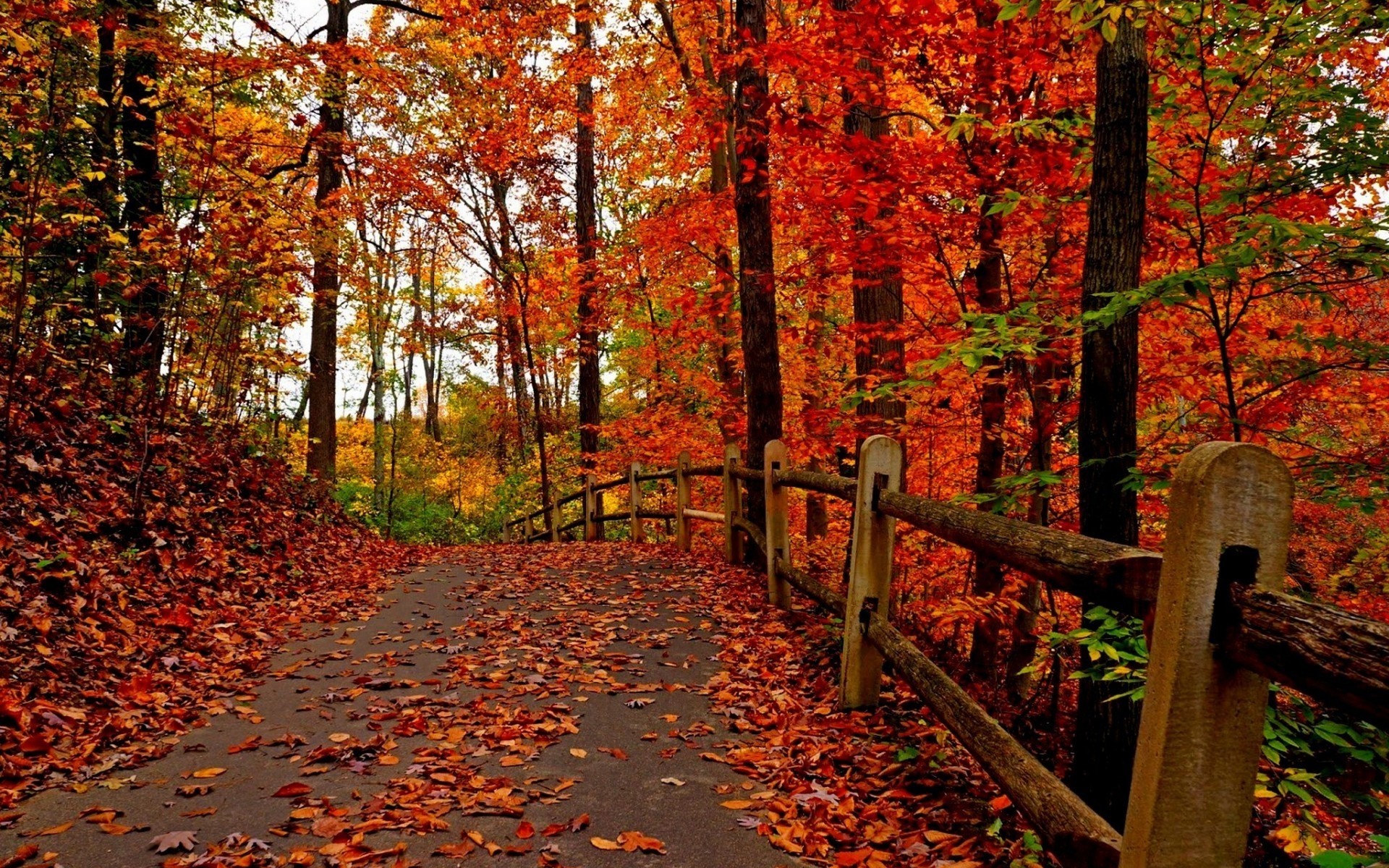 paisaje otoño hoja arce árbol parque temporada madera paisaje al aire libre naturaleza escénico hojas bosque