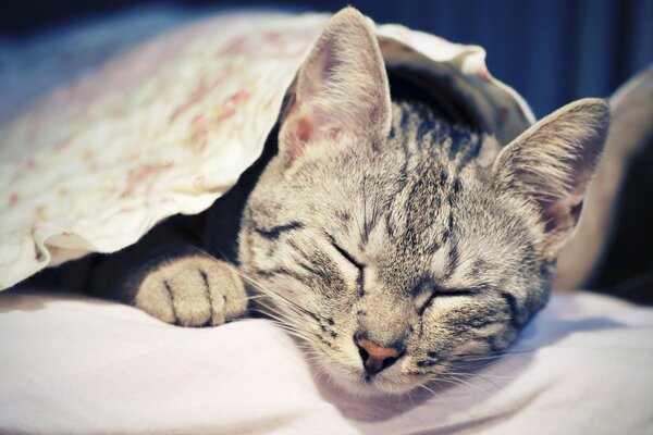 Un gato gris dormido bajo una manta