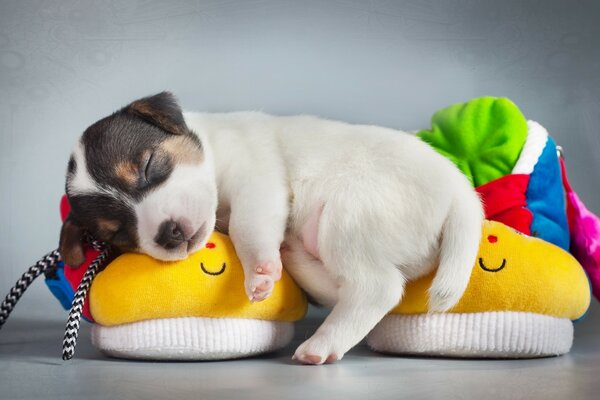 The puppy is lying on yellow slippers