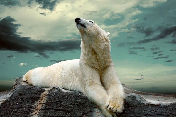 O urso branco está sobre uma pedra