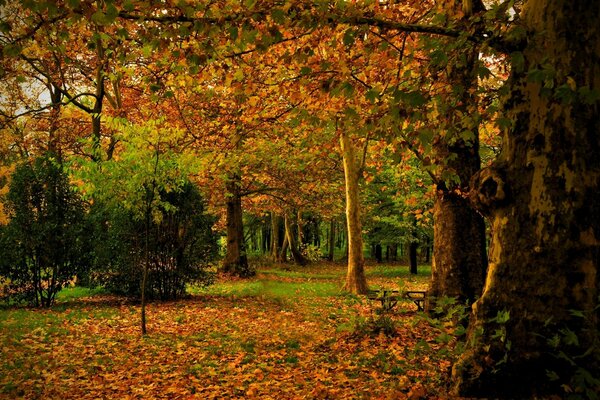 Trees in gold in the autumn time period