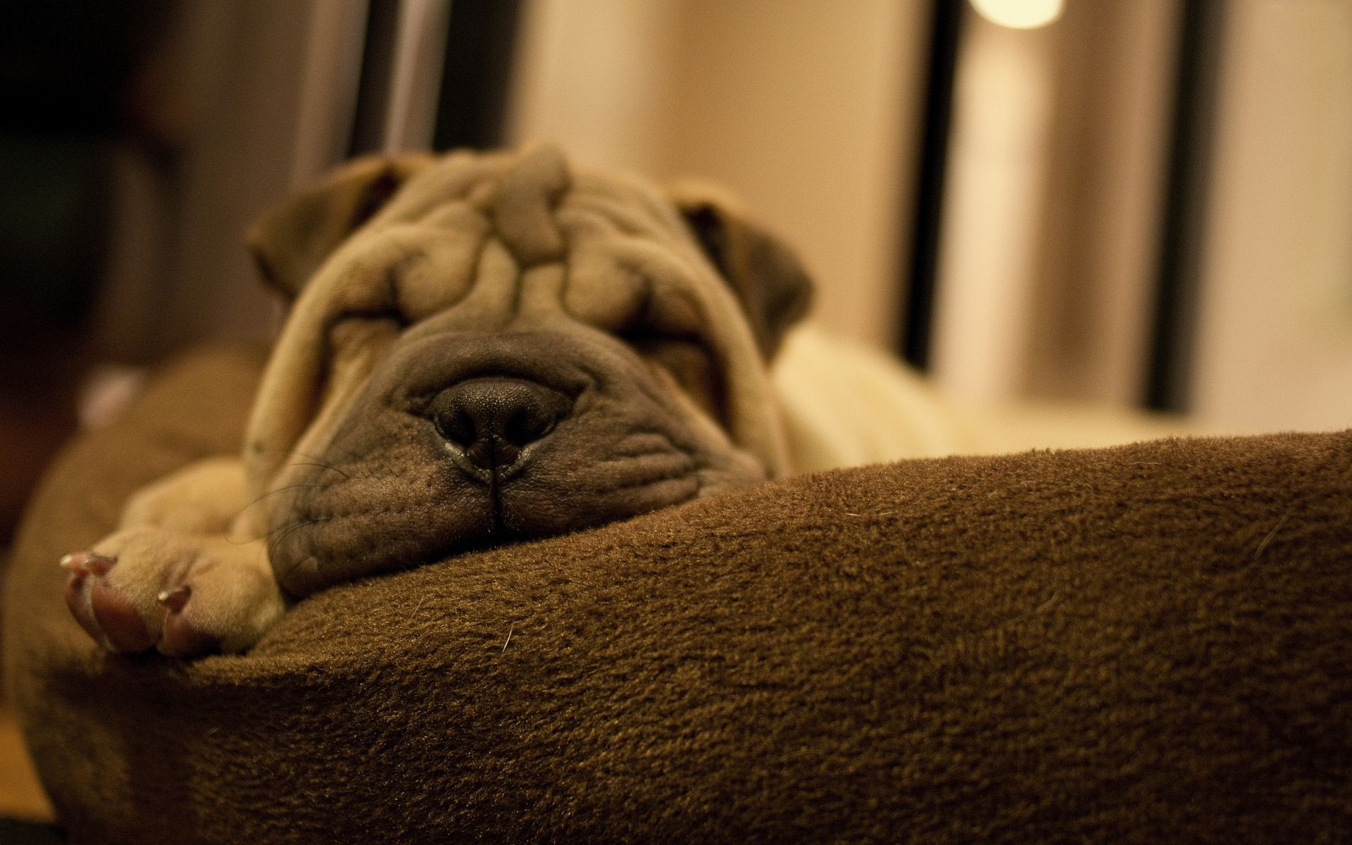 cani cane sonno interno ritratto mobili famiglia natura morta camera letto