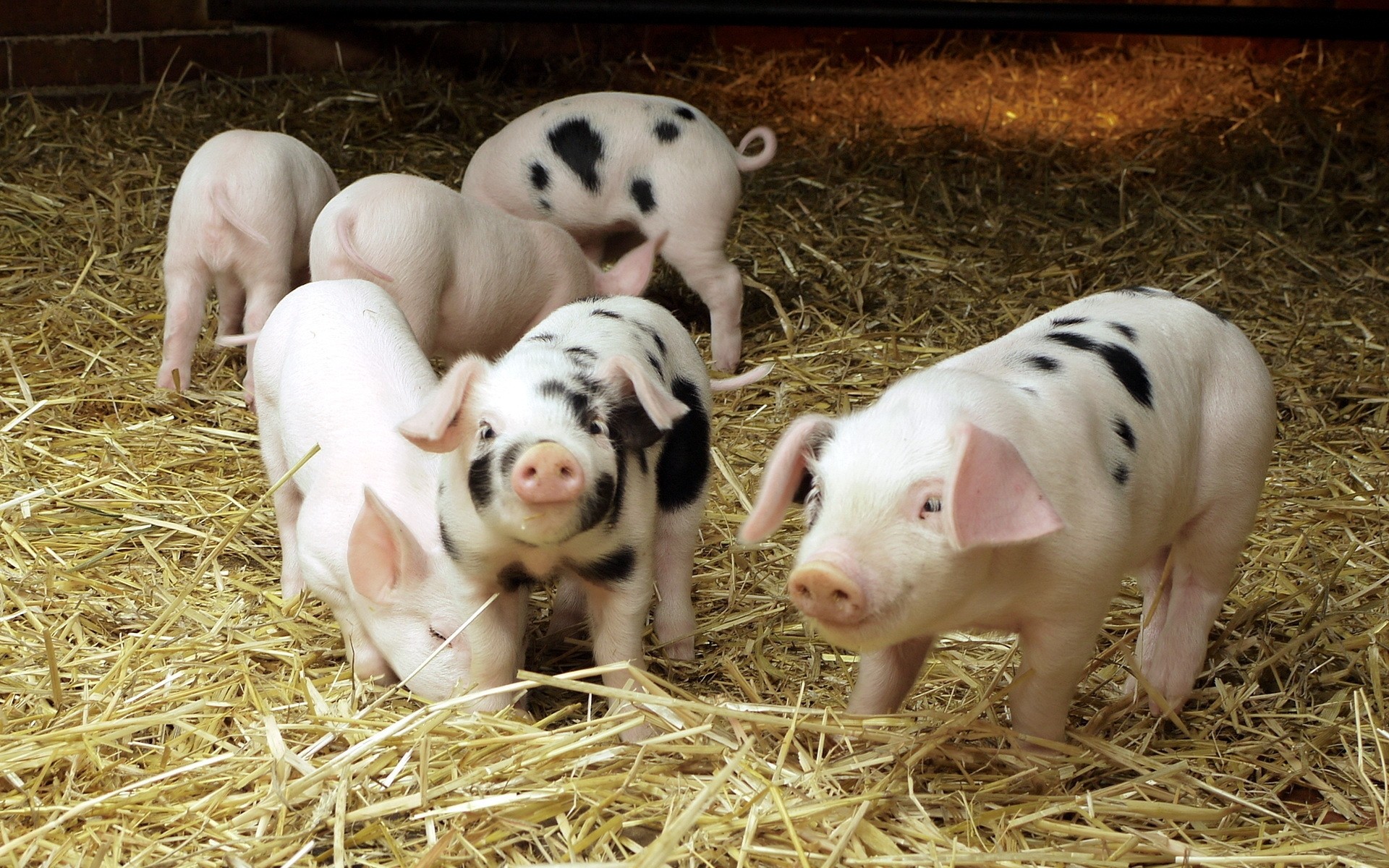 animals farm hay agriculture mammal livestock barn straw piglet rural grass pasture swine cute countryside baby seed milk sheep piggy pig baby pigs