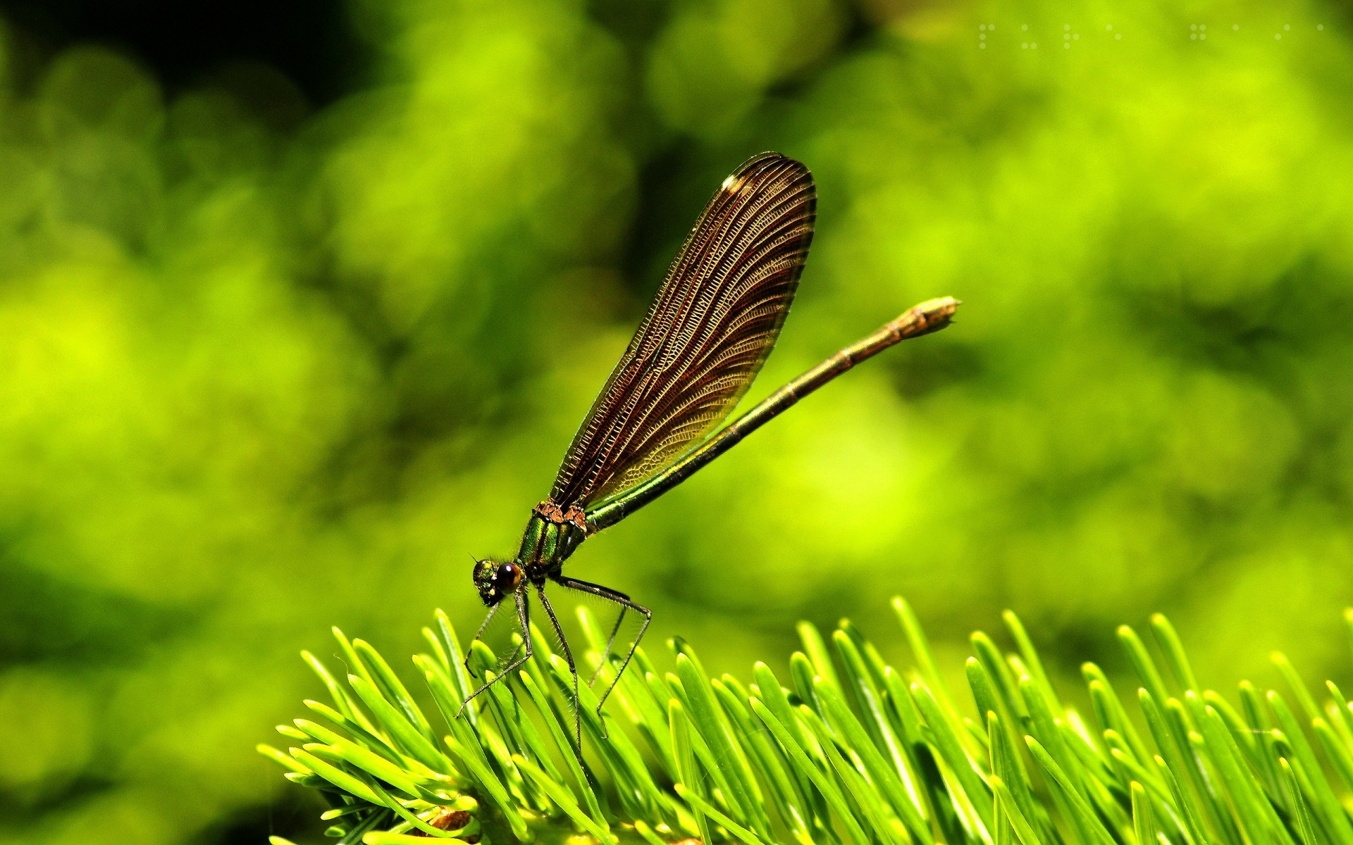 owady natura liść na zewnątrz lato owad ogród trawa flora park drzewo