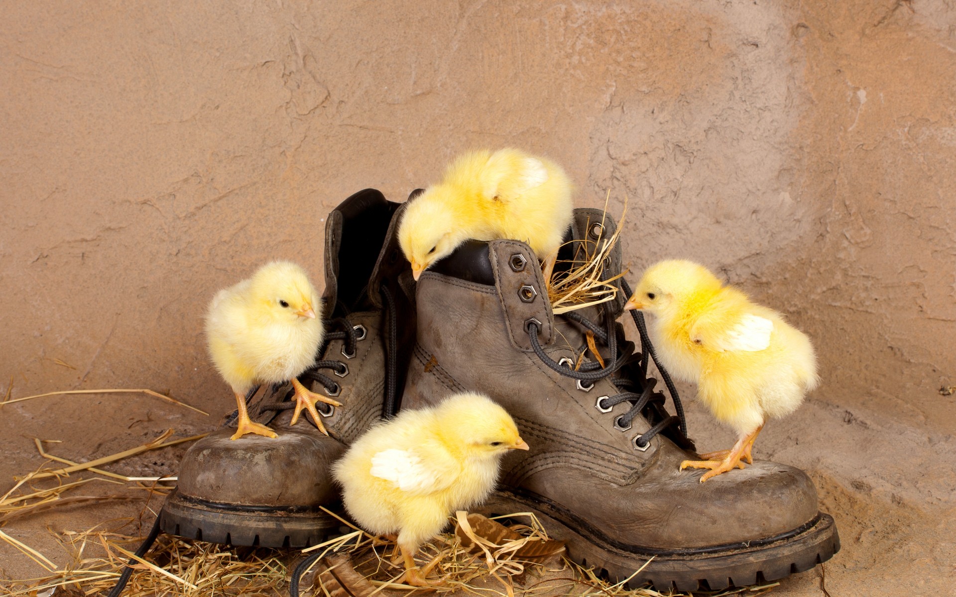 poussins oiseau oiseaux pâques dames oeuf nid poulet ferme canard nourriture deux poule plume nature un famille fond drôle