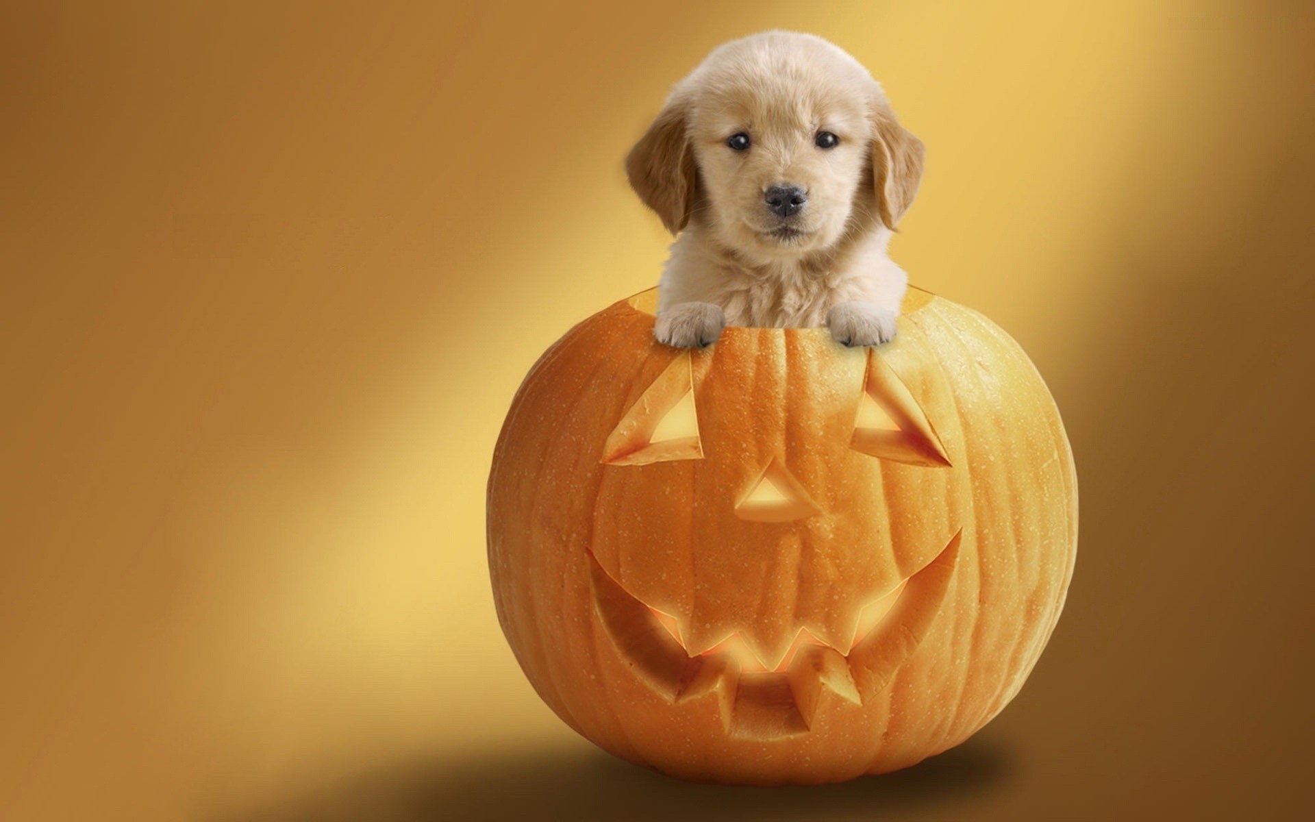 dia das bruxas cão mamífero fofa sozinho abóbora retrato engraçado abóbora de halloween