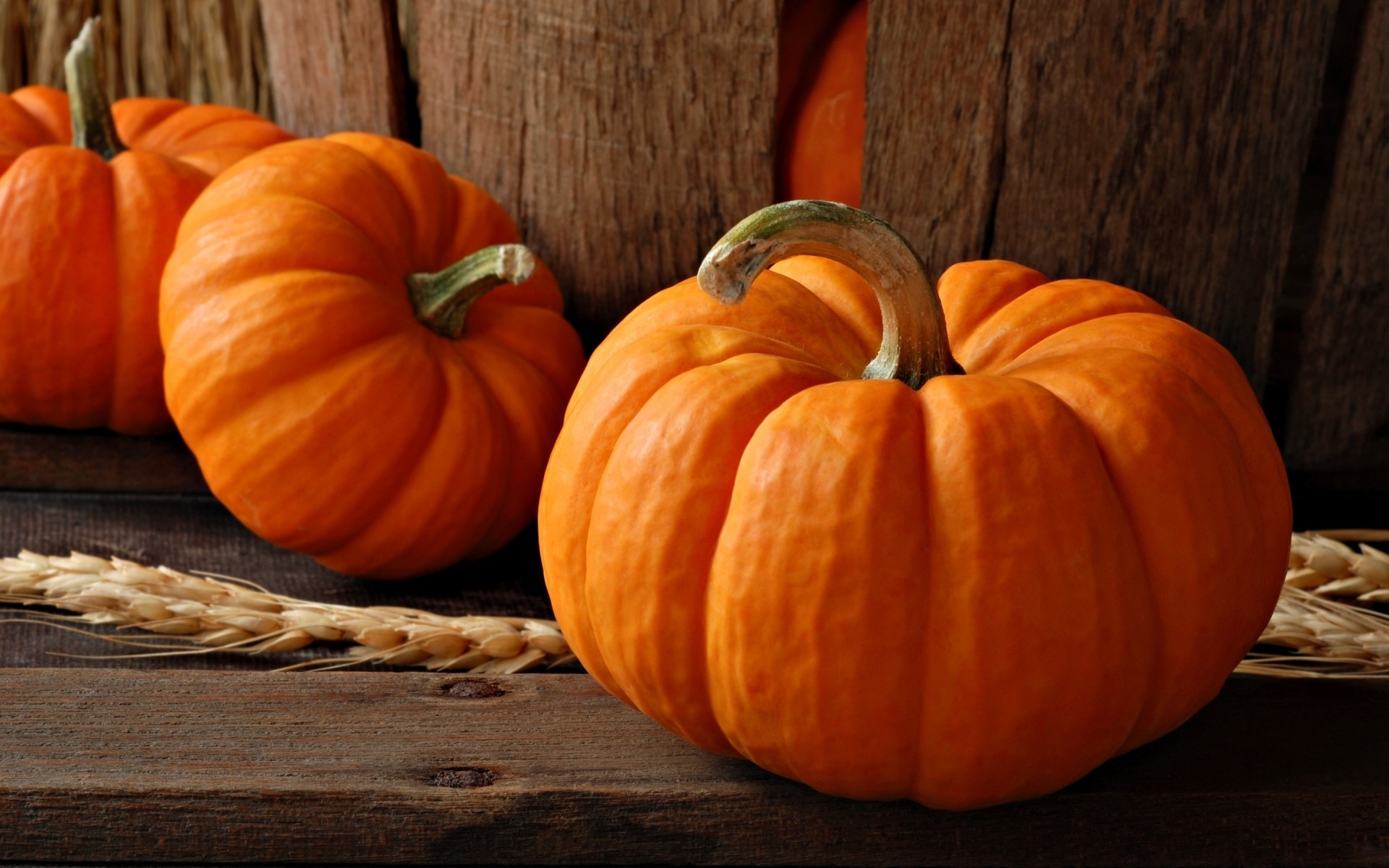 dia das bruxas abóbora outono ação de graças pasto abóbora agricultura abóbora crescer comida vegetal abóbora de halloween fundo