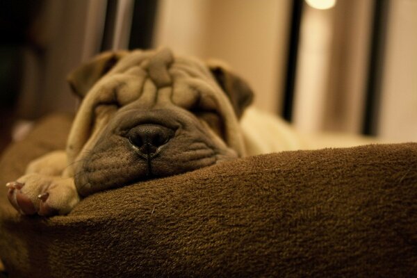 Süßer schlafender Sharpei auf der Couch