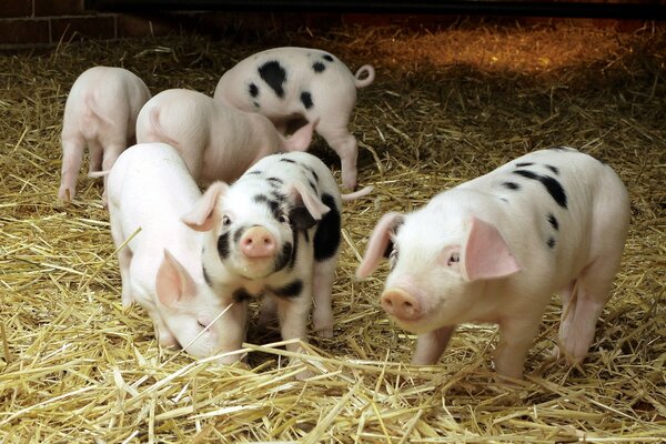 Mignons petits cochons tachetés à la ferme