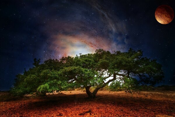 Bel arbre tentaculaire à la périphérie à la lumière de la lune