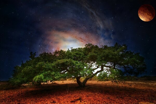 Красиве розлоге дерево на околиці при світлі місяця