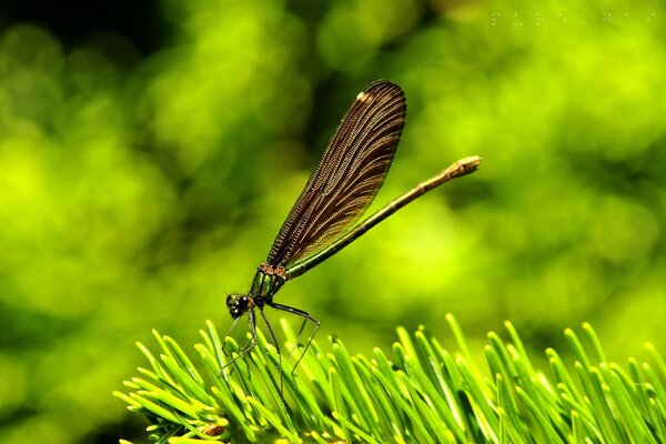 Hermosa mariposa sentada en la hierba verde