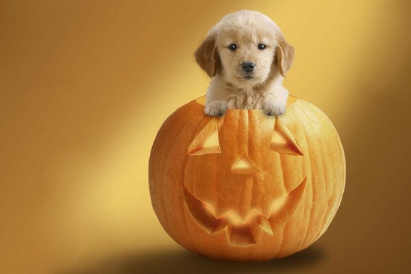 Cute puppy in a pumpkin. Halloween