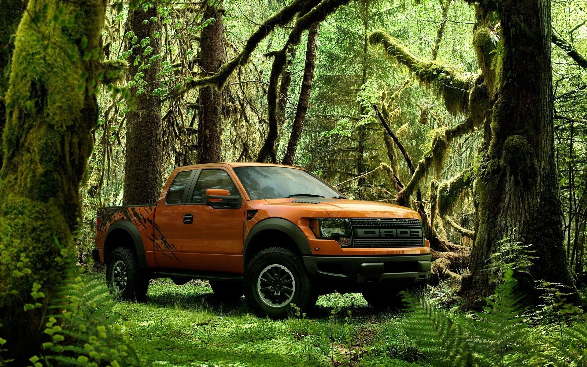 suv bois bois nature parc feuille voiture en plein air voyage route