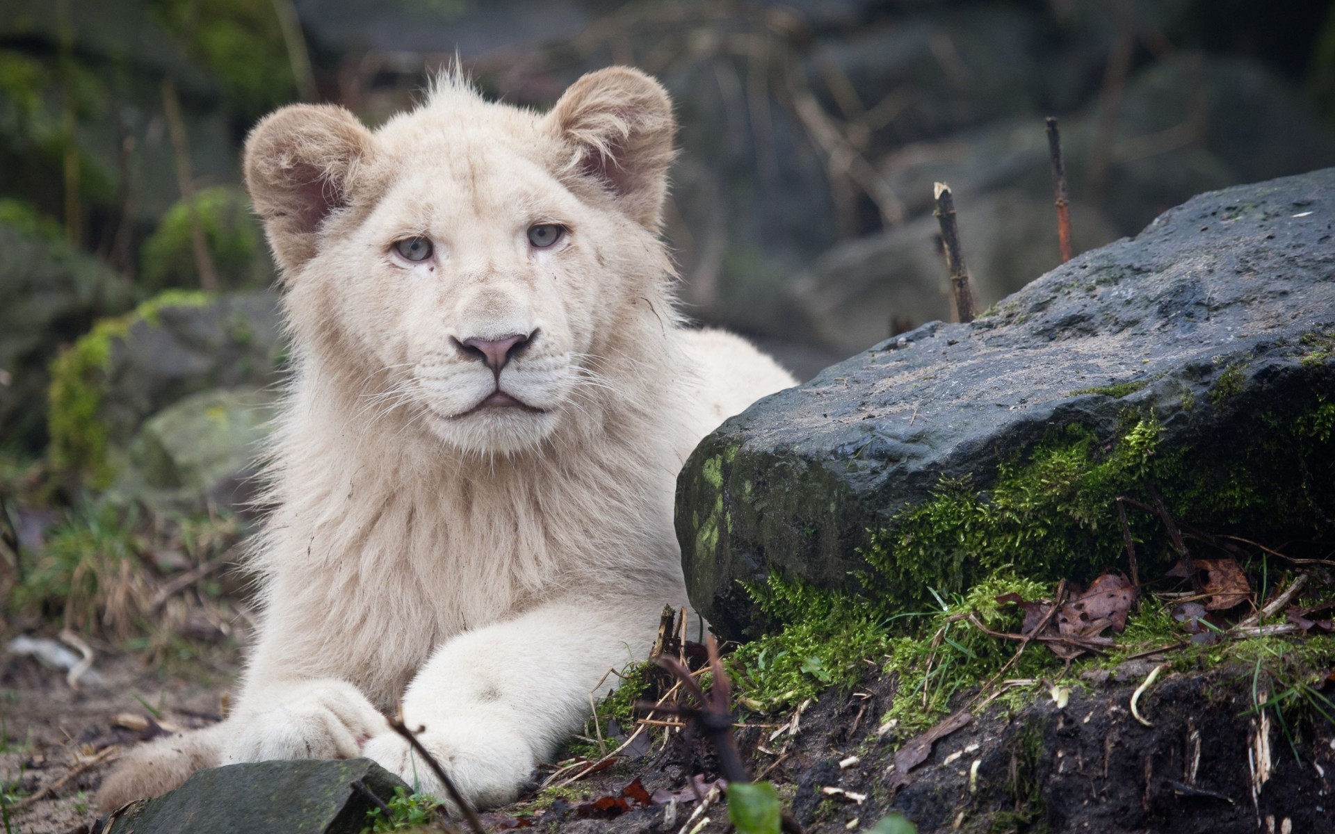 animales vida silvestre mamífero naturaleza salvaje depredador al aire libre animal hierba zoológico carnívoro peligro gato cazador león