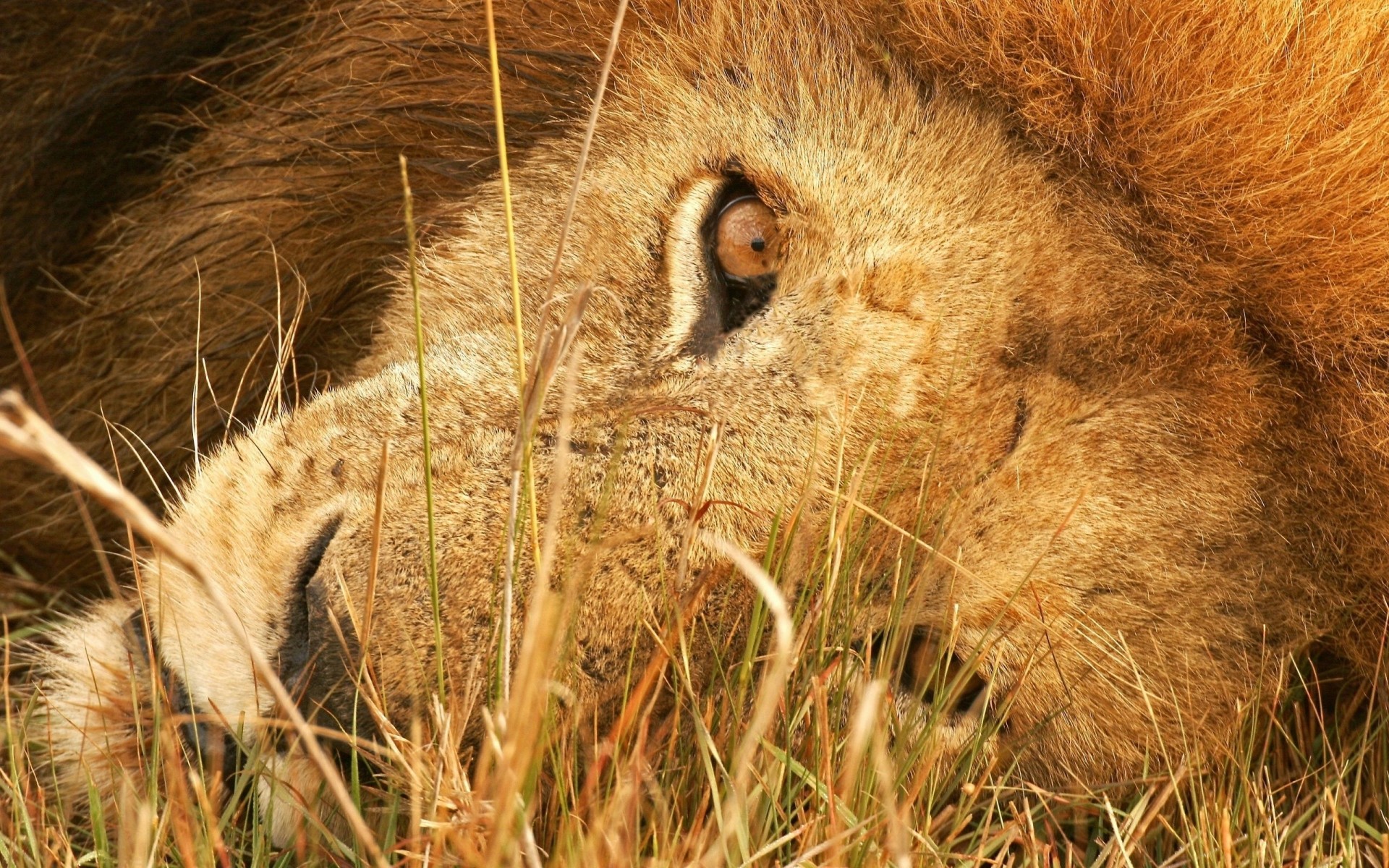 tiere säugetier tierwelt tier natur fell raubtier wild gras katze fleischesser jäger fuchs zoo löwe