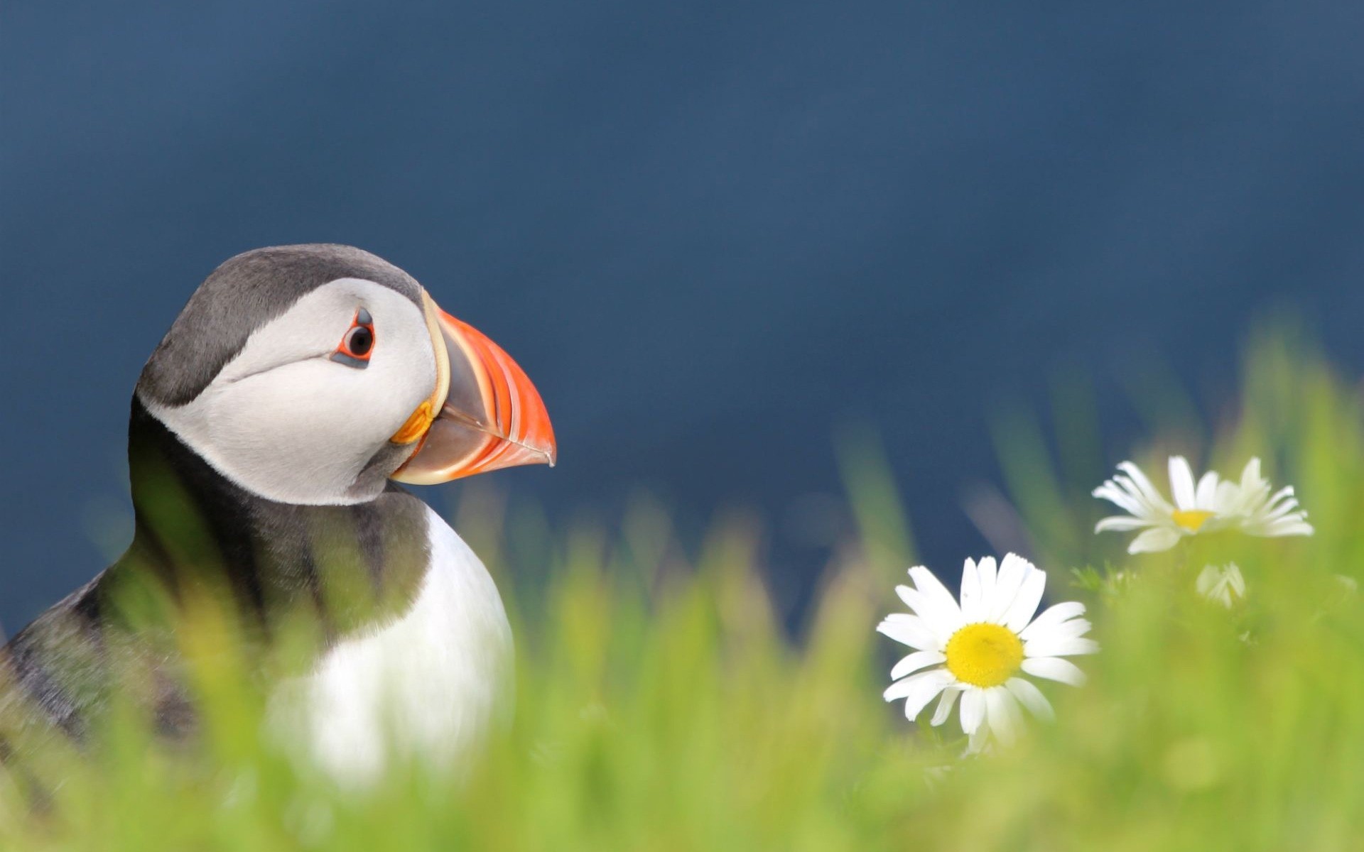 birds nature bird wildlife grass outdoors animal color