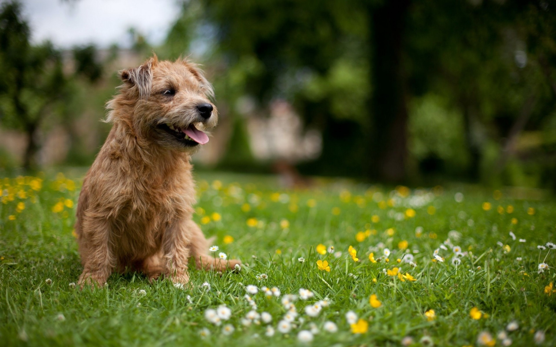 cães grama cão campo natureza feno mamífero animal verão bonito animal de estimação ao ar livre flor retrato parque pequeno cinegrafista gramado terrier