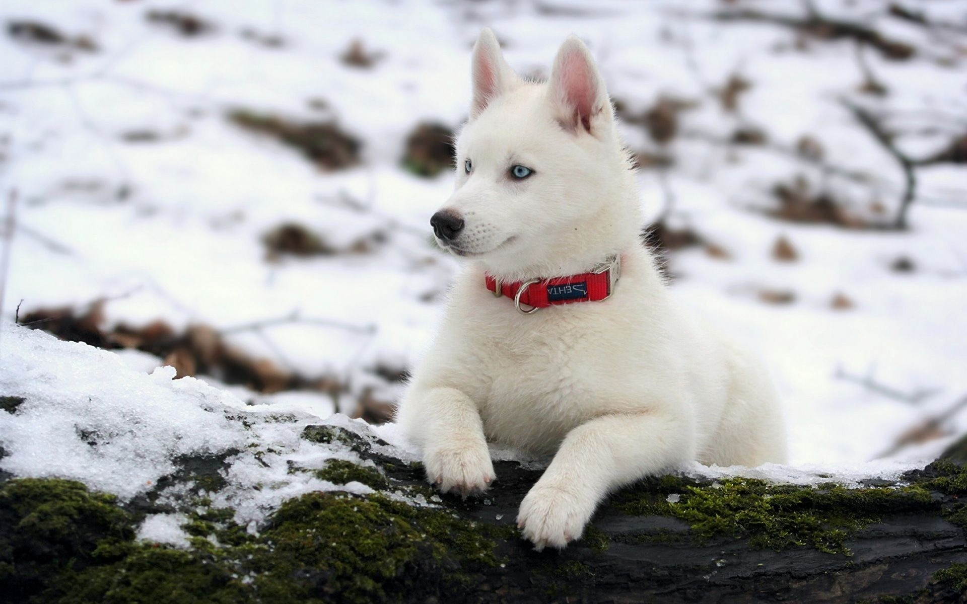 köpekler köpek kış sevimli kar memeli köpek eğitmeni ayaz portre husky