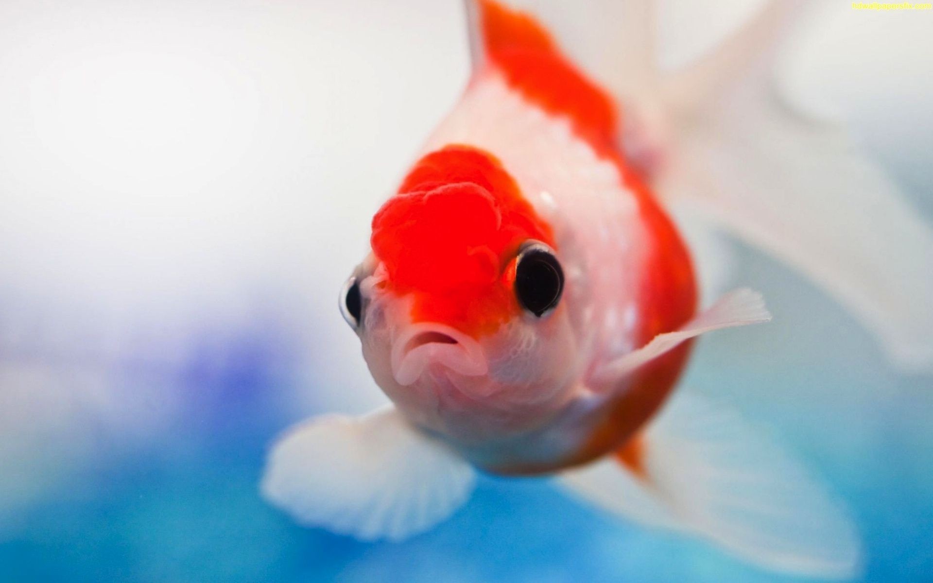 animales marinos peces bajo el agua peces de colores acuario naturaleza agua natación